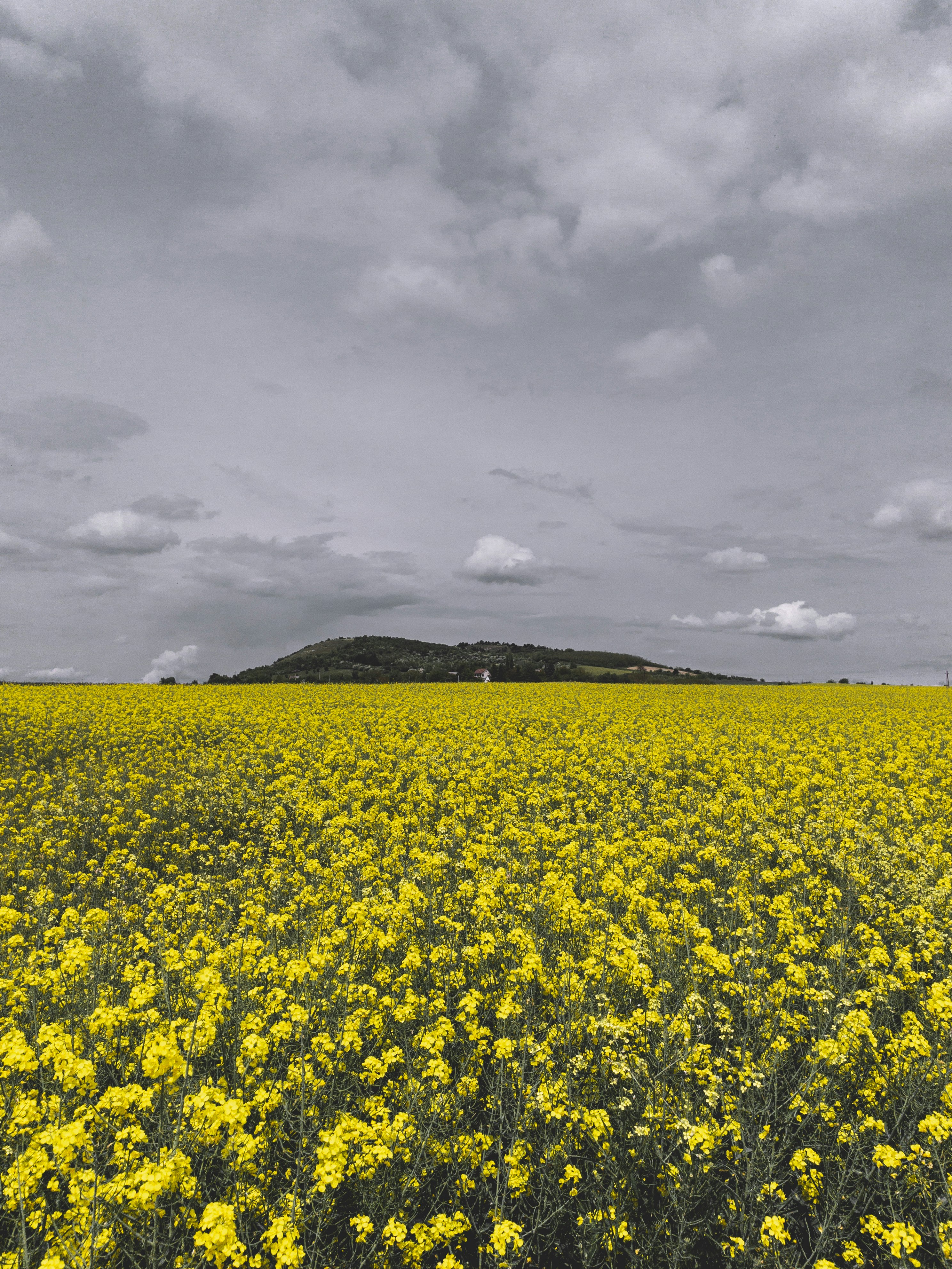 yellow flower field under cloudy sky during daytime